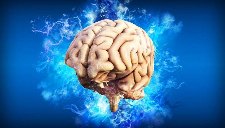 Trovata l’area del cervello dove nasce l’intelligenza “fluida”